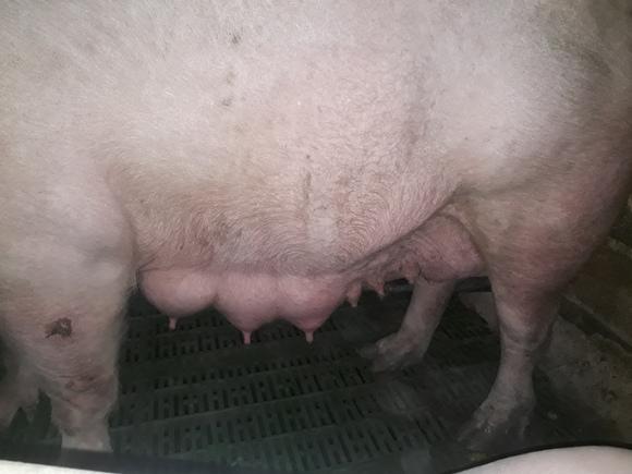 Peritonitis en cerdas, Perdida del potencial lechero