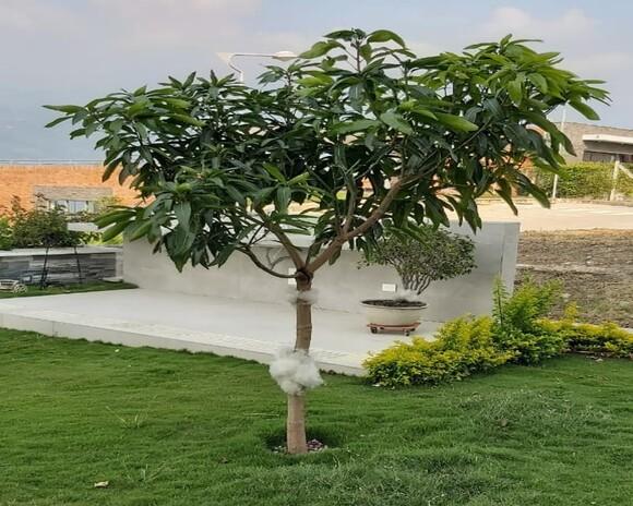 estado de mi árbol de mango