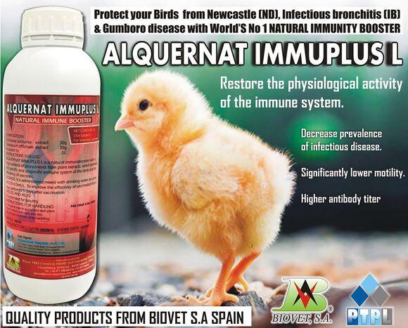ALQUERNAT IMMUPLUS