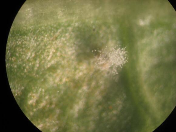 Ácaro infectado por Hirsutella thompsonii, al aplicar el Producto Mixomite .