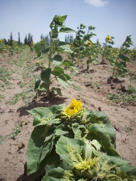 Parentales de Girasol con Plasmópara