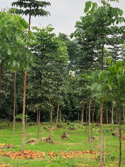 PLANTACION DE CHUNCHO