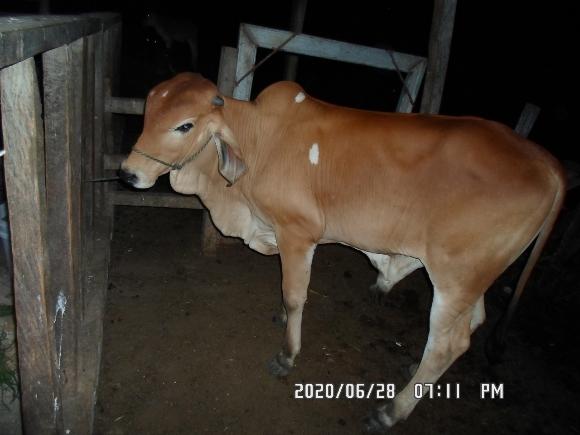 Torito