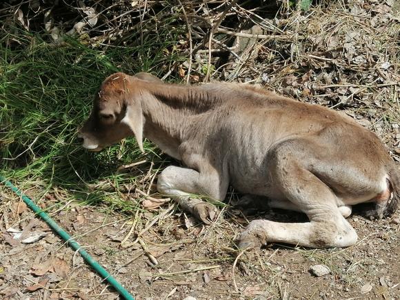 Becerra de 2 meses 1/2 no se levanta por si sola necesita asistencia