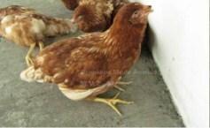 No es mi gallina, solo camina en esa posición