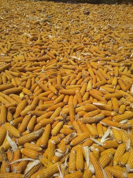 cosecha de Megahibrido en la localidad de Patapo - chiclayo