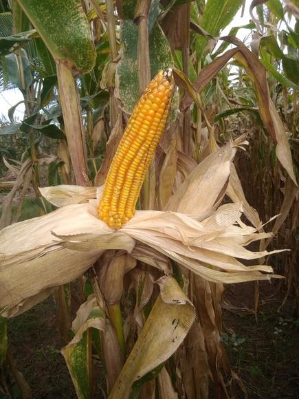 mazorca de INIA 619 - MEGAHIBRIDO en BELLAVISTA - TARAPOTO-