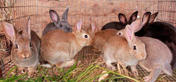 Conejas reproductoras