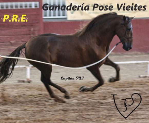 Semental de Pura Raza Española