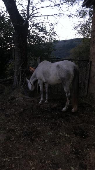 Canela