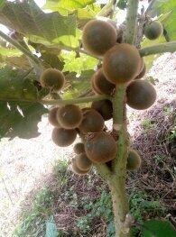 Frutal fertilizado