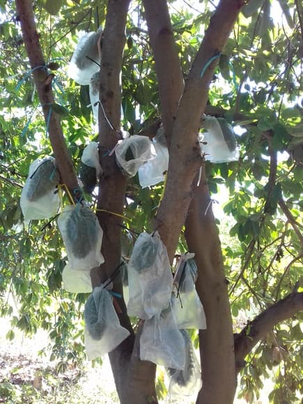 Guanabana polinizada