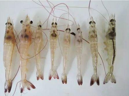 Los camarones con problemas hepáticos