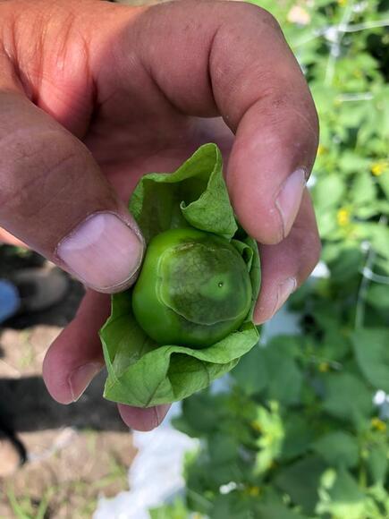 Deficiencia de Calcio en Tomate de cascara