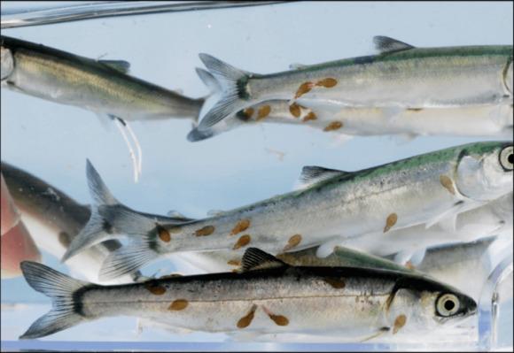 Eucabiotics -A new solution to sea lice