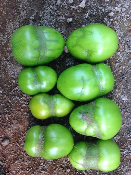 Tomates Dañados por Bajas Temperaturas