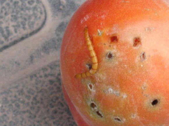Gusano de Alambre Atacando Frutos de Tomate