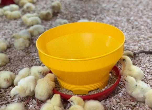 Higiene del comedero de pollito
