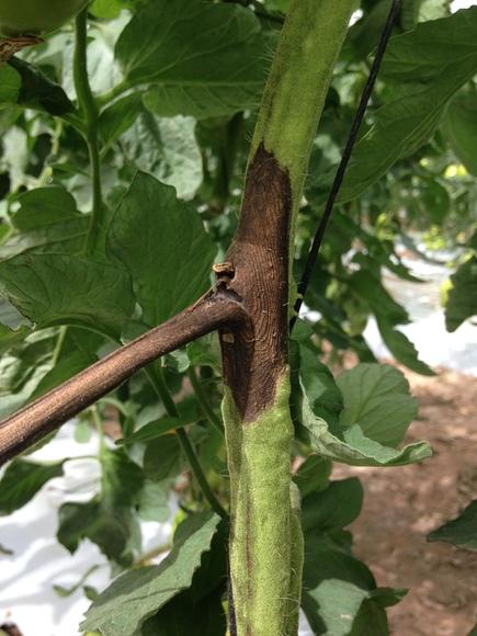 Alternaria solani atacando el tallo y hojas del Tomate