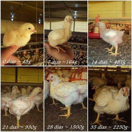 La vida de un pollo de engorde
