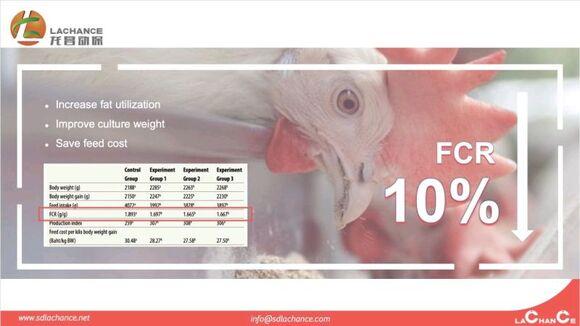 Innovador producto para mejorar FCR de pollos de engorde