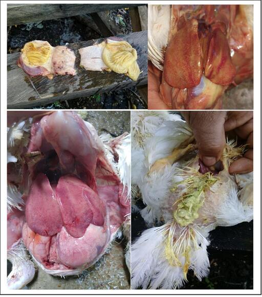 Lesiones de Hepatitis en pollo de engorde
