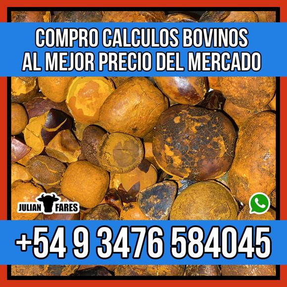 calculos biliares bovinos