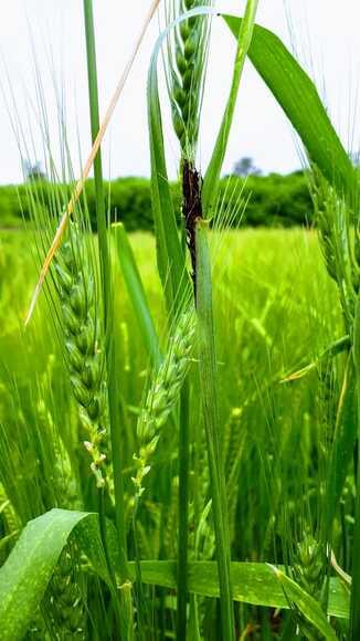 Carbón volador del trigo. Ustilago tritici. Fotos Astiz Gasso