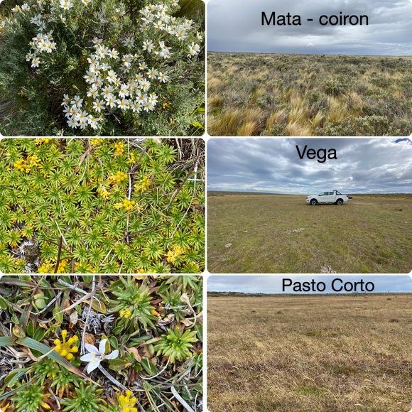 Tres formaciones vegetales típicas de los pastizales naturales en Magallanes, Chile.