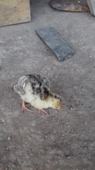 MI PAVITO HERMOSO
