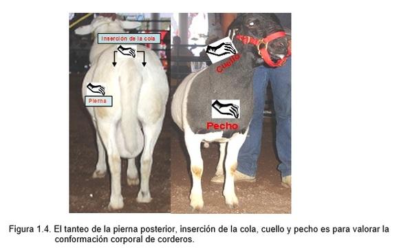 Conformación corporal