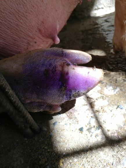 Cortaduras en la pezuña
