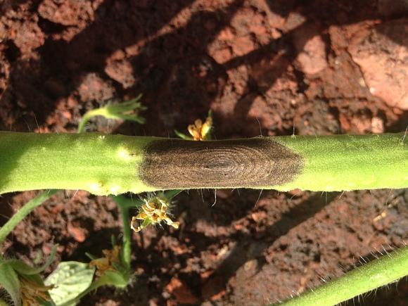 Alternaria solani atacando el tallo de Tomate