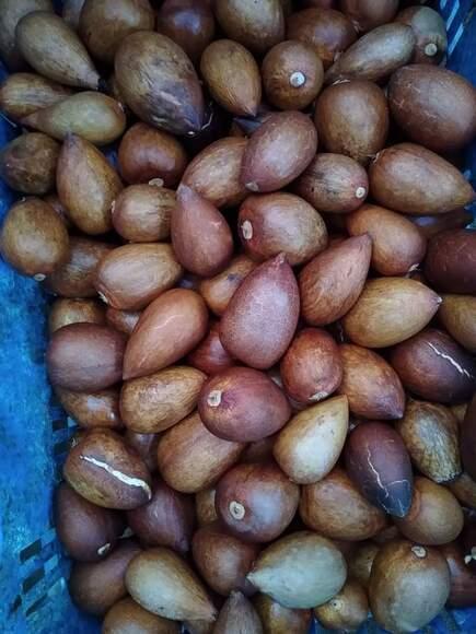 agriperiaagp@gmail.com