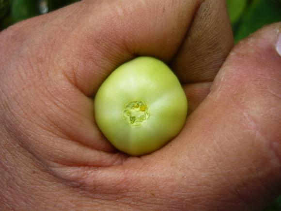 Exudados Bacterianos de Clavibacter michiganensis var. michiganensis (CMM) en Tomate