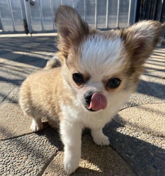 cachorros chihuahua en venta