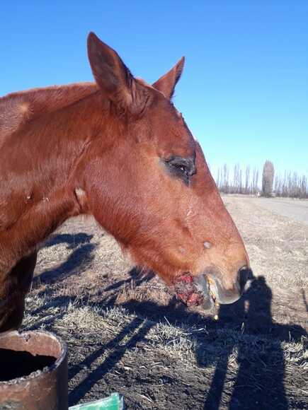 Caballo