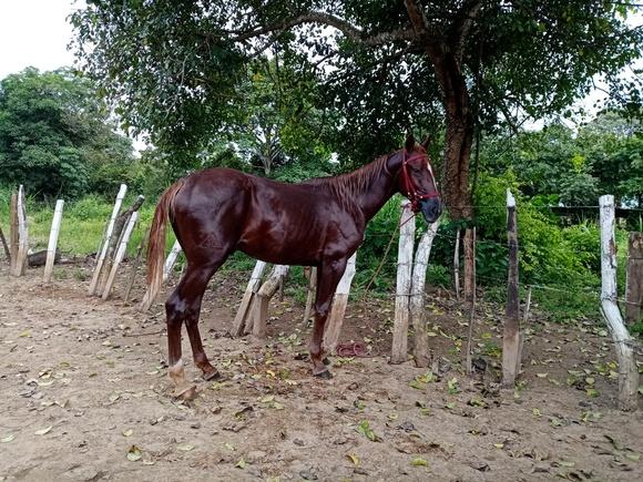 3J CABALLO MEZTIZO