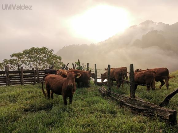 Amanecer