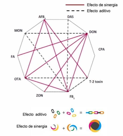 Interacción de diferentes micotoxinas