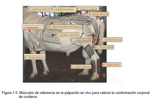 Valoración de la conformación corporal