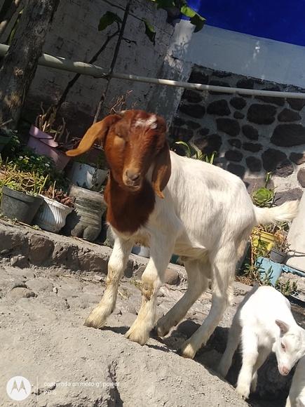Golpe en cabrito