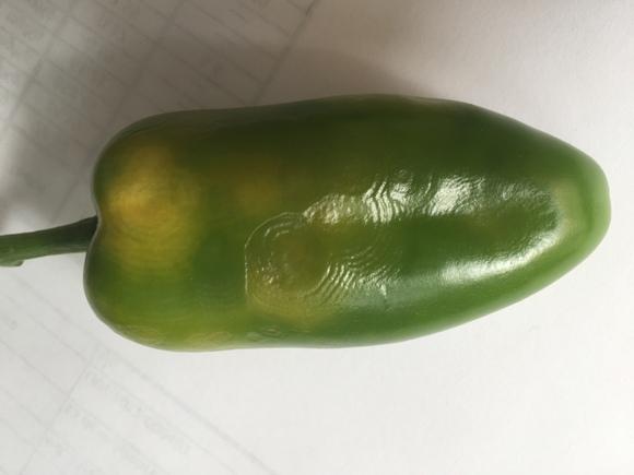 Mini Bell atacado por el Virus de la Marchitez Manchada del Tomate (TSWV)