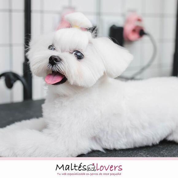 Bichón Maltés que enamora