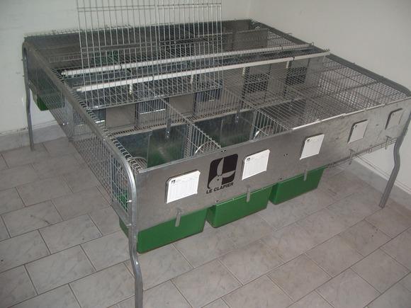 Criadero para 4 hembras + macho + engorde