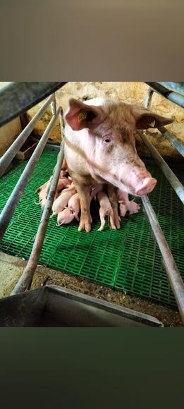 Postura inadecuada de la cerda en Maternidad