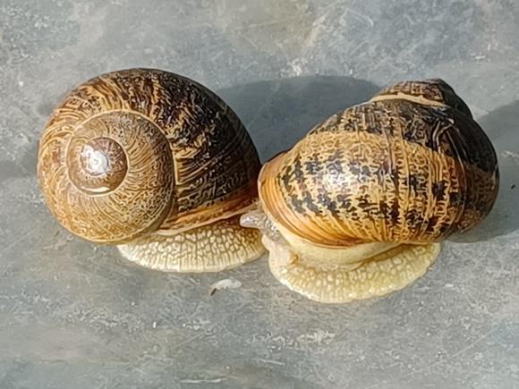 Helix Aspersa