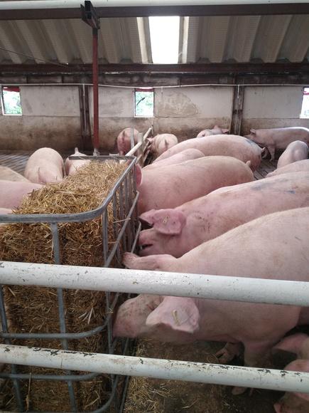 Pastureros para gestación
