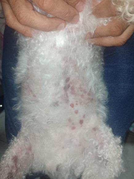 Perromax