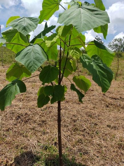 Paulownia